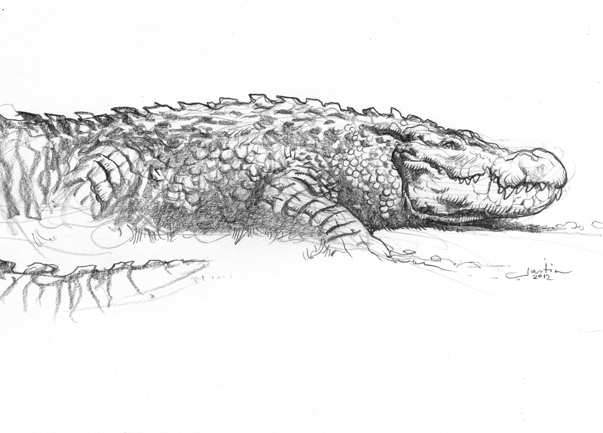 Baby Crocodile by ca-plumedor on DeviantArt
