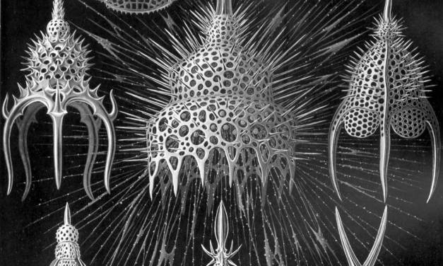 Artist of the Month : Ernst Haeckel | Muddy Colors