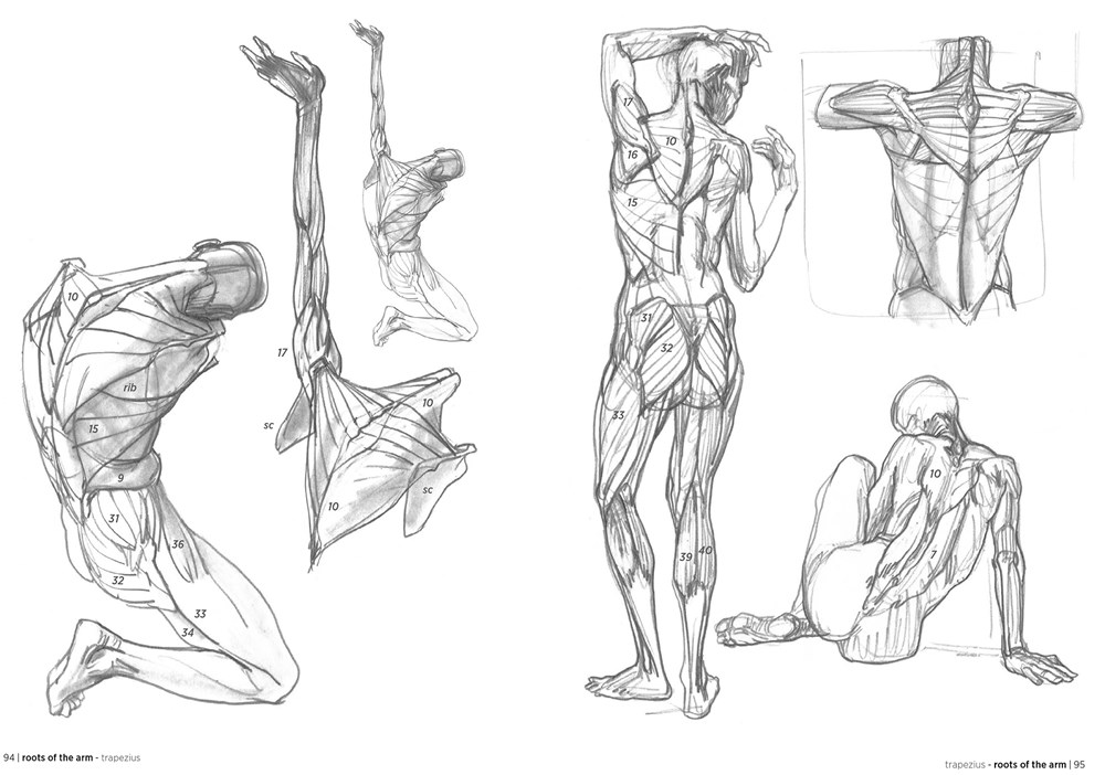 Recent figure studies. Trying to get better at the basics of figure drawing  so I only did gesture and form (with a bit of anatomy) in these. Is this a  good exercise