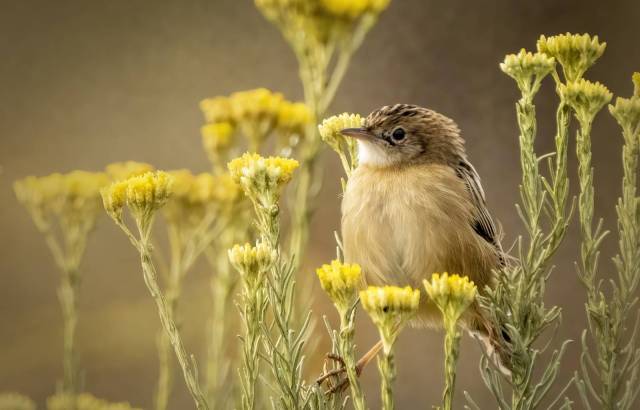 Birder | Muddy Colors