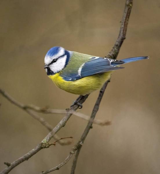 Birder | Muddy Colors