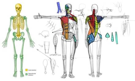 Anatomy and Studying the Muscles of the Human Body